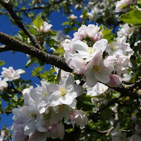 Schellenberg Otel Uberlingen