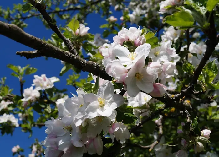 Schellenberg Hotel Uberlingen